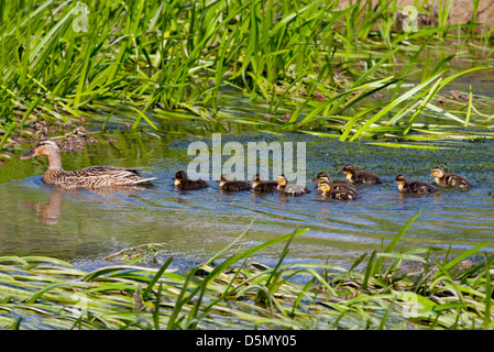 Weibliche Stockente (Anas Platyrhynchos) mit zehn Entchen schwimmen in einem stream Stockfoto