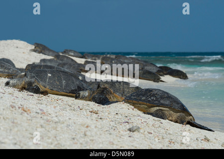 Grüne Meeresschildkröten, Chelonia Mydas, Aalen, East Island, French Frigate Shoals, nordwestlichen Hawaii-Inseln, Vereinigte Staaten Stockfoto