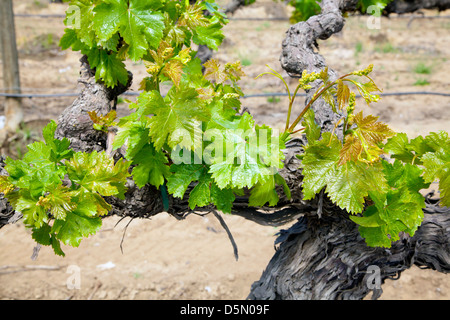 Trauben werden im kalifornischen San Joaquin Valley, 2013. Stockfoto