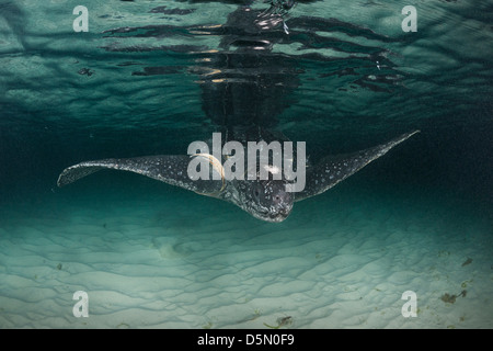 Lederschildkröte Dermochelys Coriacea (vom Aussterben bedrohte Arten), mit Narben, Dominikanische Republik (Karibik) Stockfoto