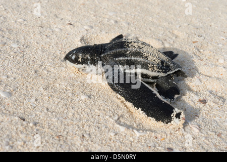 Leatherback Seeschildkröte Jungtier, Dermochelys Coriacea (vom Aussterben bedrohte Arten), Dominikanische Republik (Karibik) Stockfoto