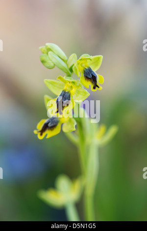 Ophrys Lutea Galilaea. Gelbe Ophrys. Gelbe europäischen Orchidee Stockfoto