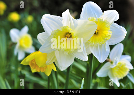 Trompete Narzissen blüht im Frühling in den Grenzen vor den Cottages in Snow Hill West Wittering, West Sussex, England, Großbritannien Stockfoto