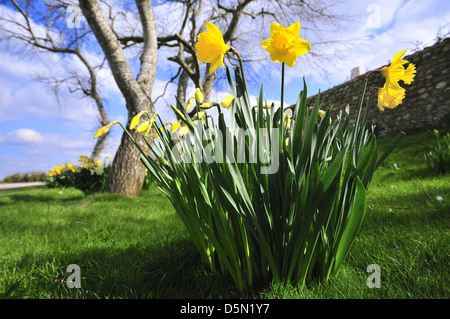 Trompete Narzissen wachsen auf Grasland bei Snow Hill, West Wittering, in der Nähe von Chichester, West Sussex.England Stockfoto