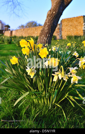 Trompete Narzissen wachsen auf Grasland am Snow Hill, West Wittering. West Sussex, England, Großbritannien Stockfoto