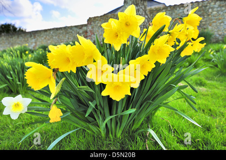 Trompete Narzissen wachsen auf Grasland am Snow Hill, West Wittering. West Sussex, England, Großbritannien Stockfoto