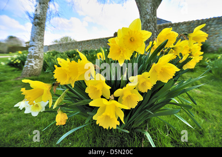 Trompete Narzissen wachsen auf Grasland am Snow Hill, West Wittering. West Sussex, England, Großbritannien Stockfoto