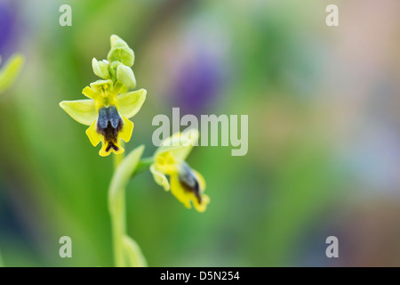 Ophrys Lutea Galilaea. Gelbe Ophrys. Gelbe europäischen Orchidee Stockfoto