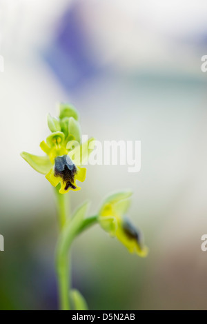 Ophrys Lutea Galilaea. Gelbe Ophrys. Gelbe europäischen Orchidee Stockfoto