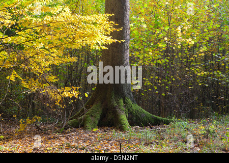 Leuchtende Laub junge Stativ mit alten Fichte im Vordergrund mit herbstlichen Bäume im Hintergrund Stockfoto