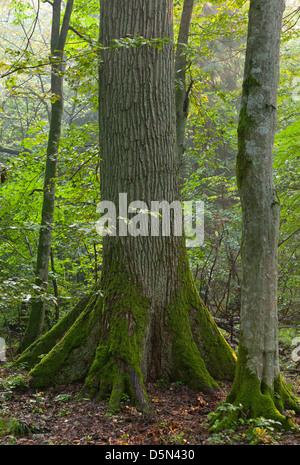 Alte Eiche (Quercus Robur) und Hainbuche Baum nebeneinander im sanften Morgenlicht Stockfoto