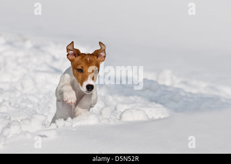 Jack Russel springen auf Schnee Stockfoto