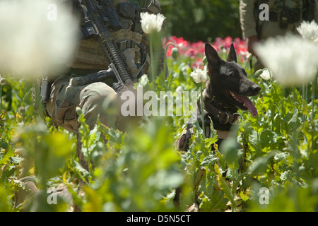 Soldat der US Marine Special Operations und seine militärischen Gebrauchshund Wilbur sorgen für Sicherheit in einem Mohnfeld während des Baus eines neuen Prüfpunkts von afghanischen und uns Kräfte 3. April 2013 in den Bezirk von Spin Boldak, Provinz Kandahar, Afghanistan. Stockfoto
