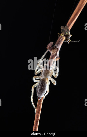 Spinne auf Zweig hautnah Stockfoto