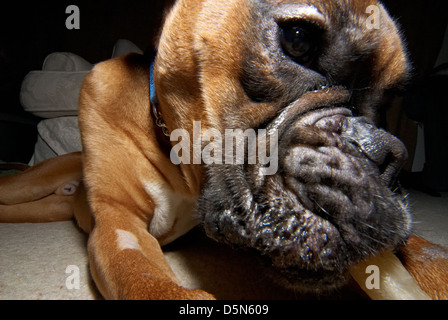 Eine süße Boxer Hund ganz in der Nähe fotografiert. Stockfoto