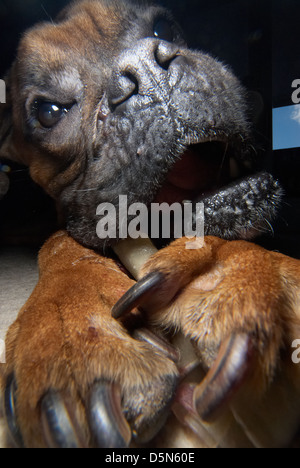 Eine süße Boxer Hund ganz in der Nähe fotografiert. Stockfoto