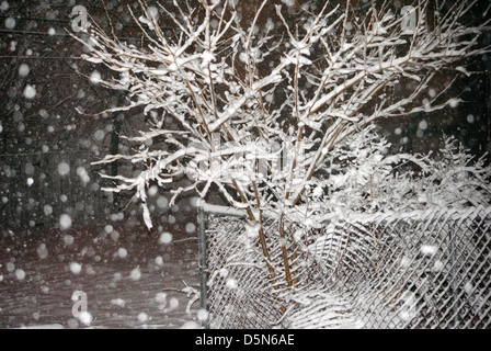 Starker Schneefall, auf die kleinen Äste sammeln. Gefangen in der Nacht, mit Hilfe eines Blitzes. Stockfoto