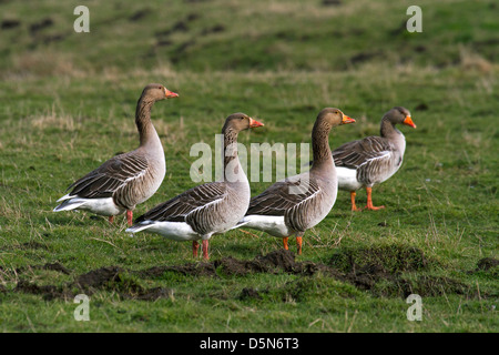 Graugänsen / Graylag Gans (Anser Anser) Herde auf Nahrungssuche in Wiese Stockfoto