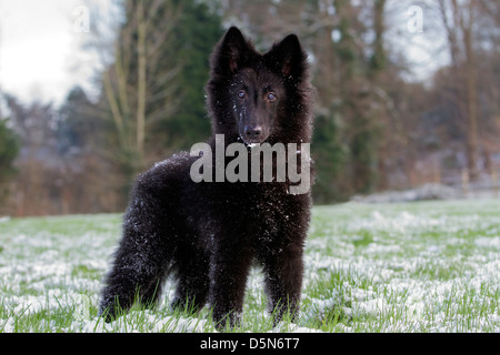 Belgischer Schäferhund / Groenendael (Canis Lupus Familiaris) pup im Garten im Schnee im Winter Stockfoto