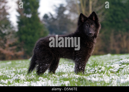 Belgischer Schäferhund / Groenendael (Canis Lupus Familiaris) pup im Garten im Schnee im Winter Stockfoto