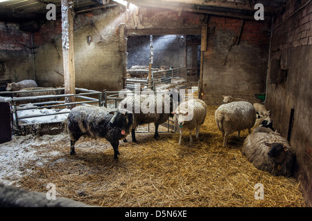 Hausschafe, Schafe und Lämmer in Scheune / Schafstall am Bauernhof im Winter Stockfoto