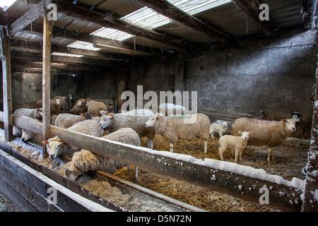 Hausschafe, Schafe und Lämmer in Scheune / Schafstall am Bauernhof im Winter Stockfoto