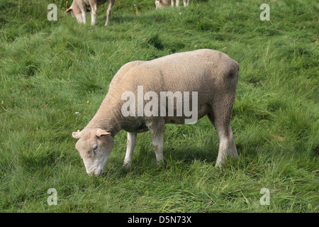 Eine Schafbeweidung auf dem Neufundland Memorial Park, Somme, Frankreich. Stockfoto