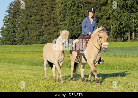 Junge Reiter auf Rückseite von einem norwegischen Fjord-Pferd und Jährling als geführten Pferd Stockfoto
