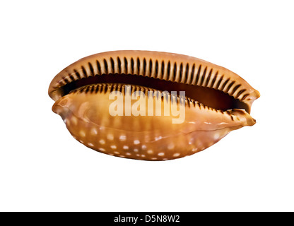 Sea Shell auf Weiß isoliert Stockfoto