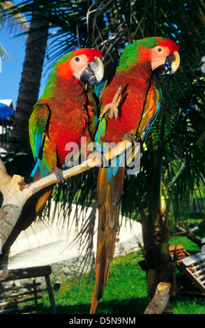 ARA. Isla Mujeres. Riviera Maya. Mexiko. Stockfoto