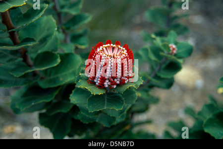 Westaustralien scharlachrote Banksia Banksia Coccinea Stockfoto