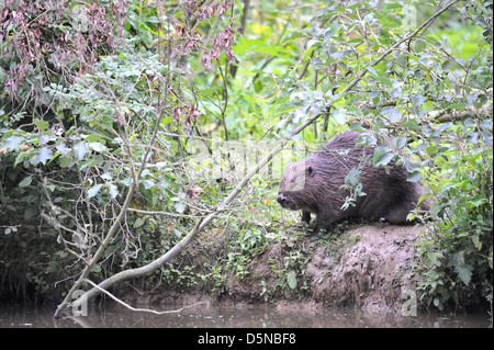 Eurasische Biber (Castor Fiber) weiblich am Rand des Wassers im Sommer Stockfoto