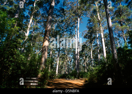 Pemberton W Australien Karri Eukalyptus Gloucester Tree Warren Nationalpark Dave Evans Bicentennial Baum Stockfoto