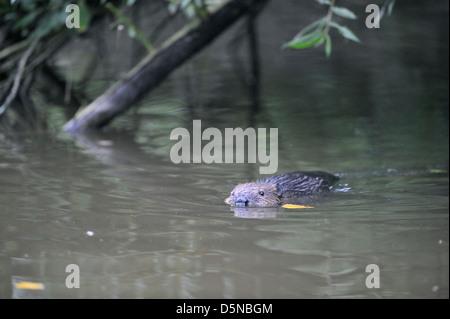 Eurasische Biber (Castor Fiber) Jungen schwimmen im Sommer Stockfoto
