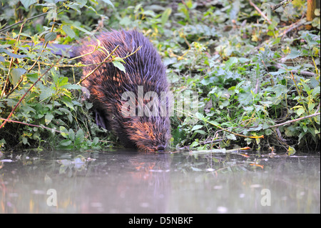 Eurasische Biber (Castor Fiber) jungen gehen, um das Wasser im Sommer Stockfoto