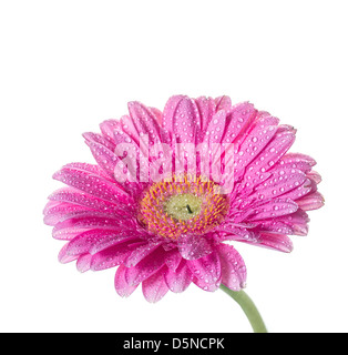 Rosa Gerbera auf weißem Hintergrund Stockfoto