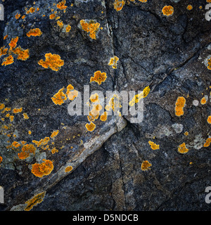 Flechten auf Granitfelsen machen ein unverwechselbares Muster am Cornish Strand. Stockfoto