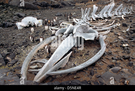 Jougla Point Antarktis Walknochen & Gentoo Penguins (Pygoscelis Papua) Stockfoto