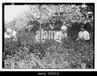 Würmer aus Pflanzen zu pflücken, Bauernhof Belmont Mädchen (LOC) Stockfoto