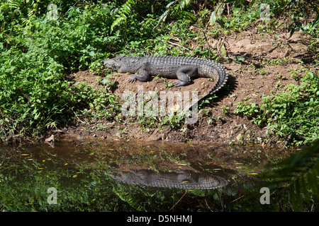 Khao Yai Nationalpark berühmte Krokodil. Der wahre Ursprung des Tieres ist noch nicht bekannt, aber es wird allgemein angenommen, daß es Stockfoto