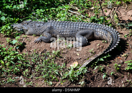 Khao Yai Nationalpark berühmte Krokodil. Der wahre Ursprung des Tieres ist noch nicht bekannt. Stockfoto