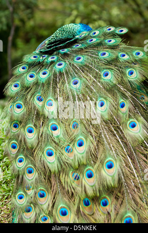 Elegante Pfau seine Federn anzeigen Stockfoto