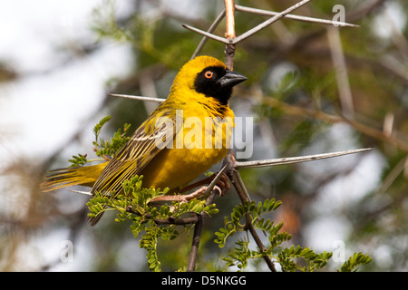 Eine südliche maskierte Webervogel Stockfoto