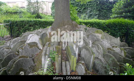 Die Hardy-Baum auf dem Gelände des St. Pancras Old Church, London, UK. Stockfoto