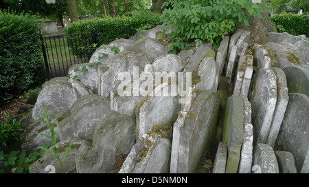 Die Hardy-Baum auf dem Gelände des St. Pancras Old Church, London, UK. Stockfoto