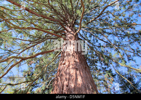 Mammutbaum im Taunus Stockfoto