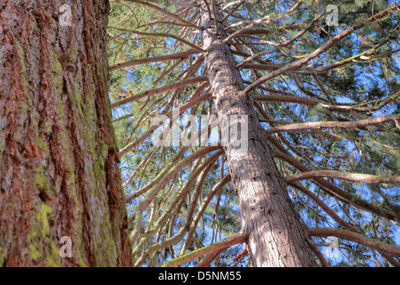 Redwood-Bäume im Taunus Stockfoto