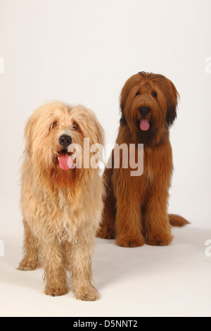 Briard, 1 Jahr und Mixed Breed Dog / Berger de Brie | Briard, 1 Jahr Und Mischlingshund / Berger de Brie Stockfoto