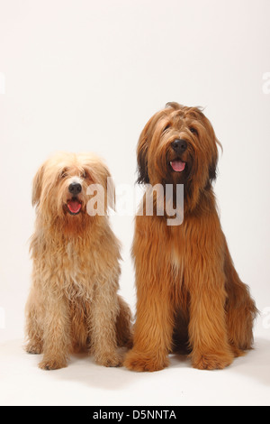 Briard, 1 Jahr und Mixed Breed Dog / Berger de Brie | Briard, 1 Jahr Und Mischlingshund / Berger de Brie Stockfoto