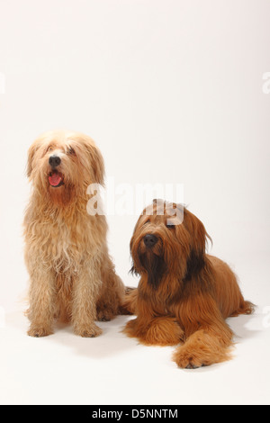 Briard, 1 Jahr und Mixed Breed Dog / Berger de Brie | Briard, 1 Jahr Und Mischlingshund / Berger de Brie Stockfoto